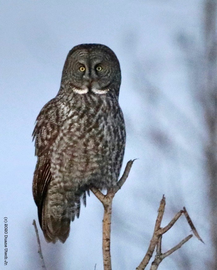 Great Gray Owl.jpg